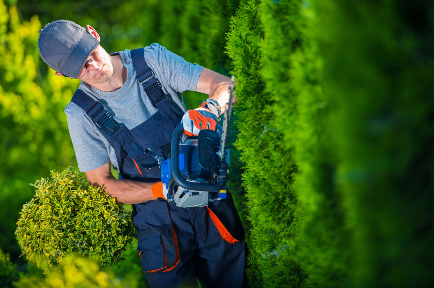 Hedge Trimming Hedge Trimming