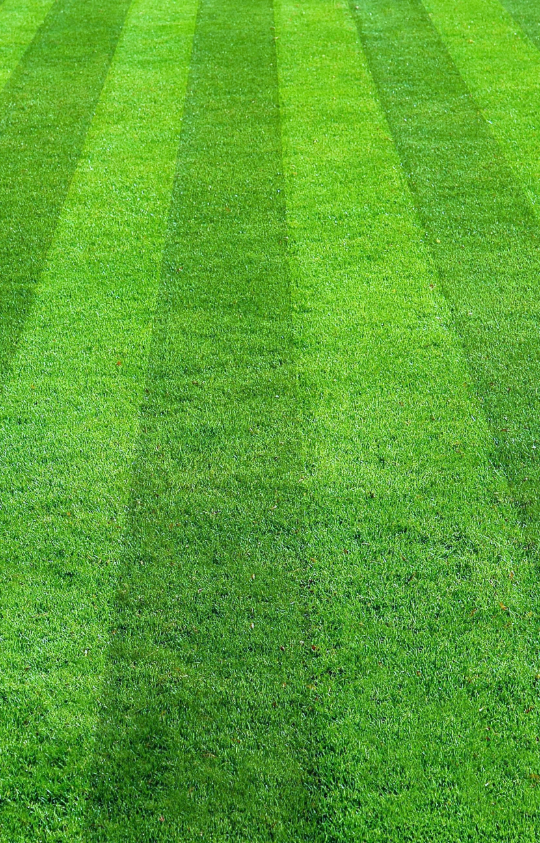 Lawn with stripes mowed