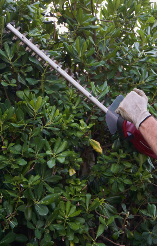 Shrub Trimming